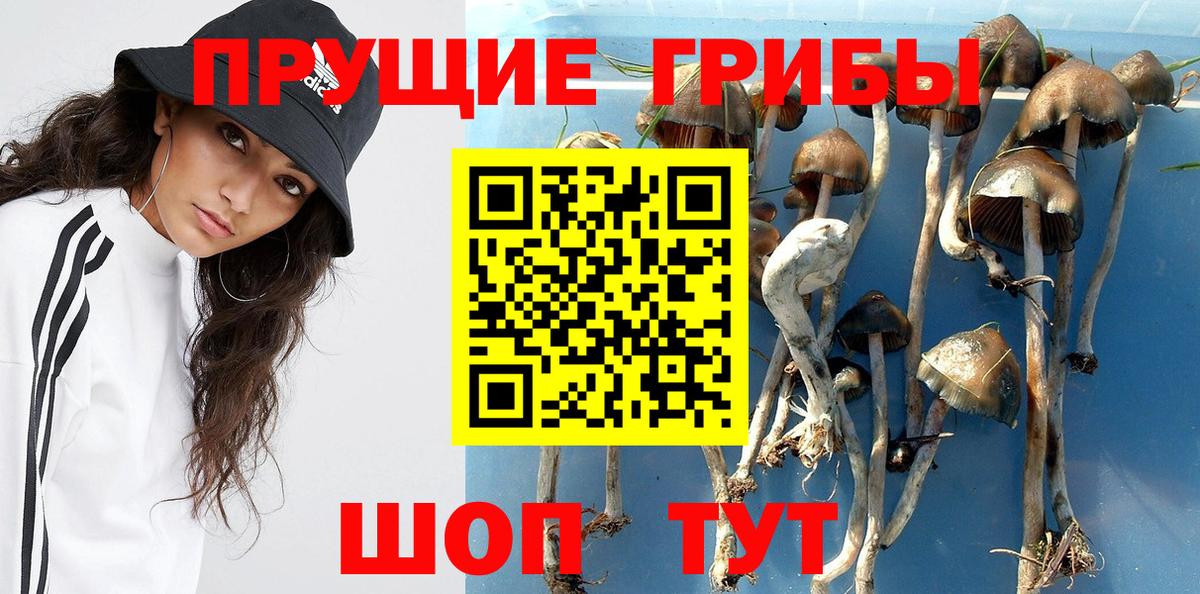 Галлюциногенные грибы Cubensis Лесной